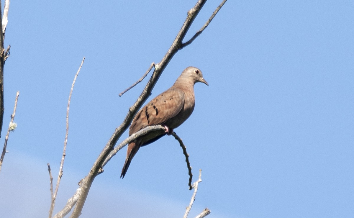 Ruddy Ground Dove - Eduardo Vieira 17