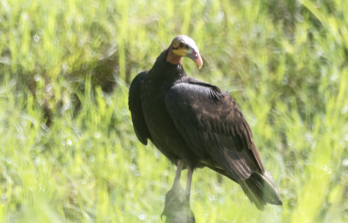 Lesser Yellow-headed Vulture - ML620869302