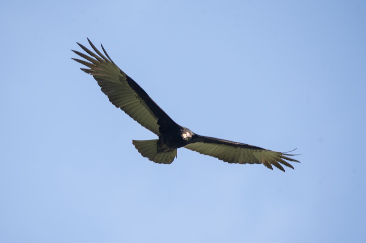Lesser Yellow-headed Vulture - ML620869303