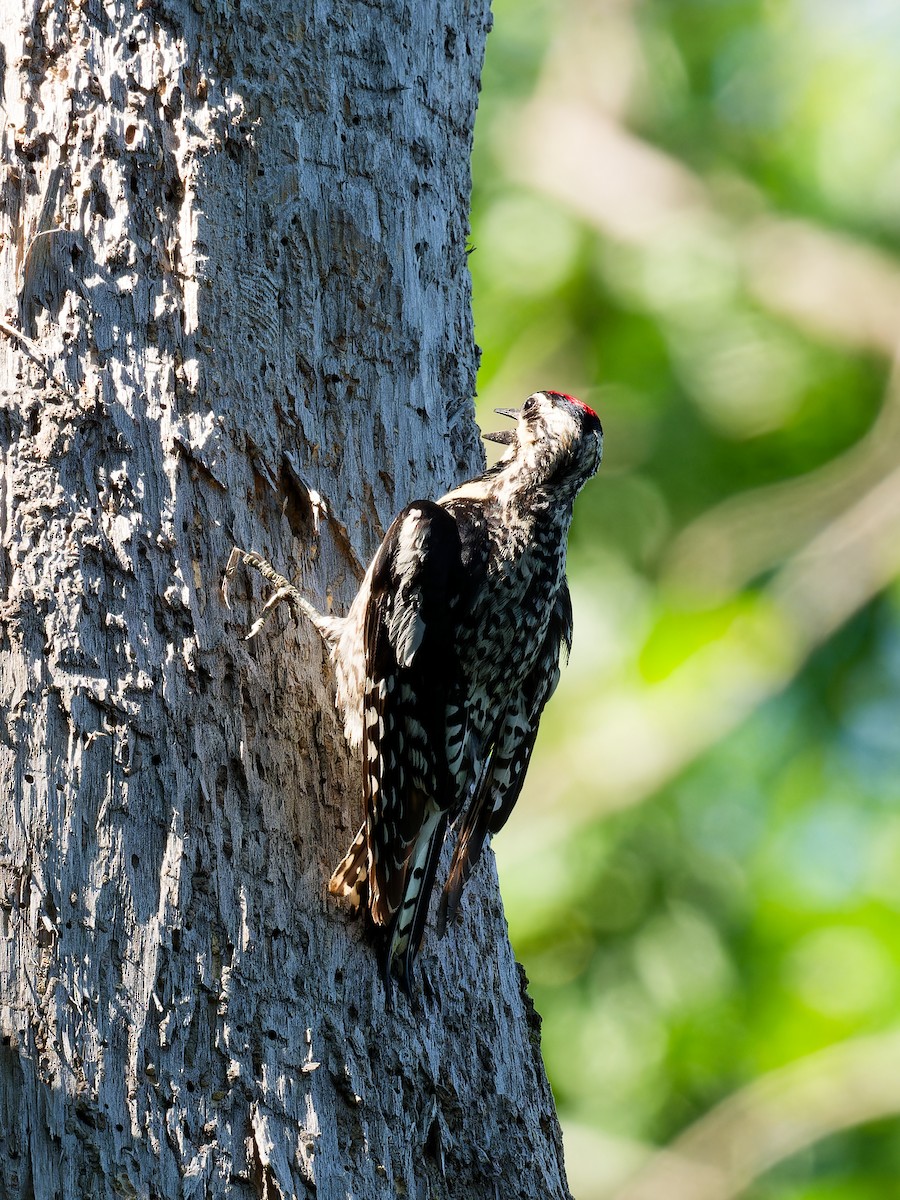 Yellow-bellied Sapsucker - ML620869314