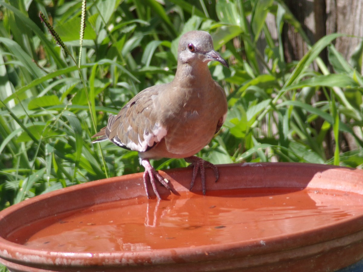 White-winged Dove - ML620869318