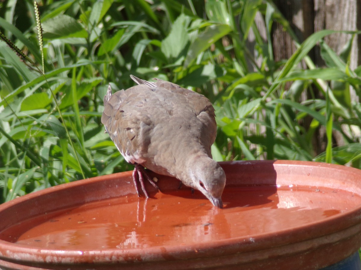 White-winged Dove - ML620869319