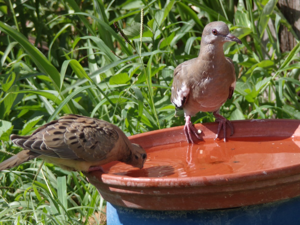 White-winged Dove - Texas Bird Family