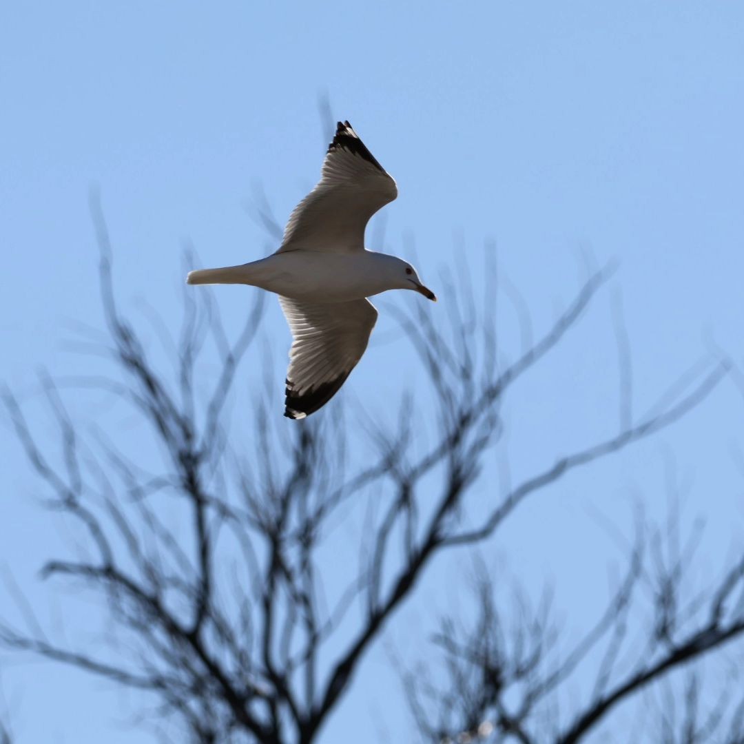 Ring-billed Gull - Sireono Sheley