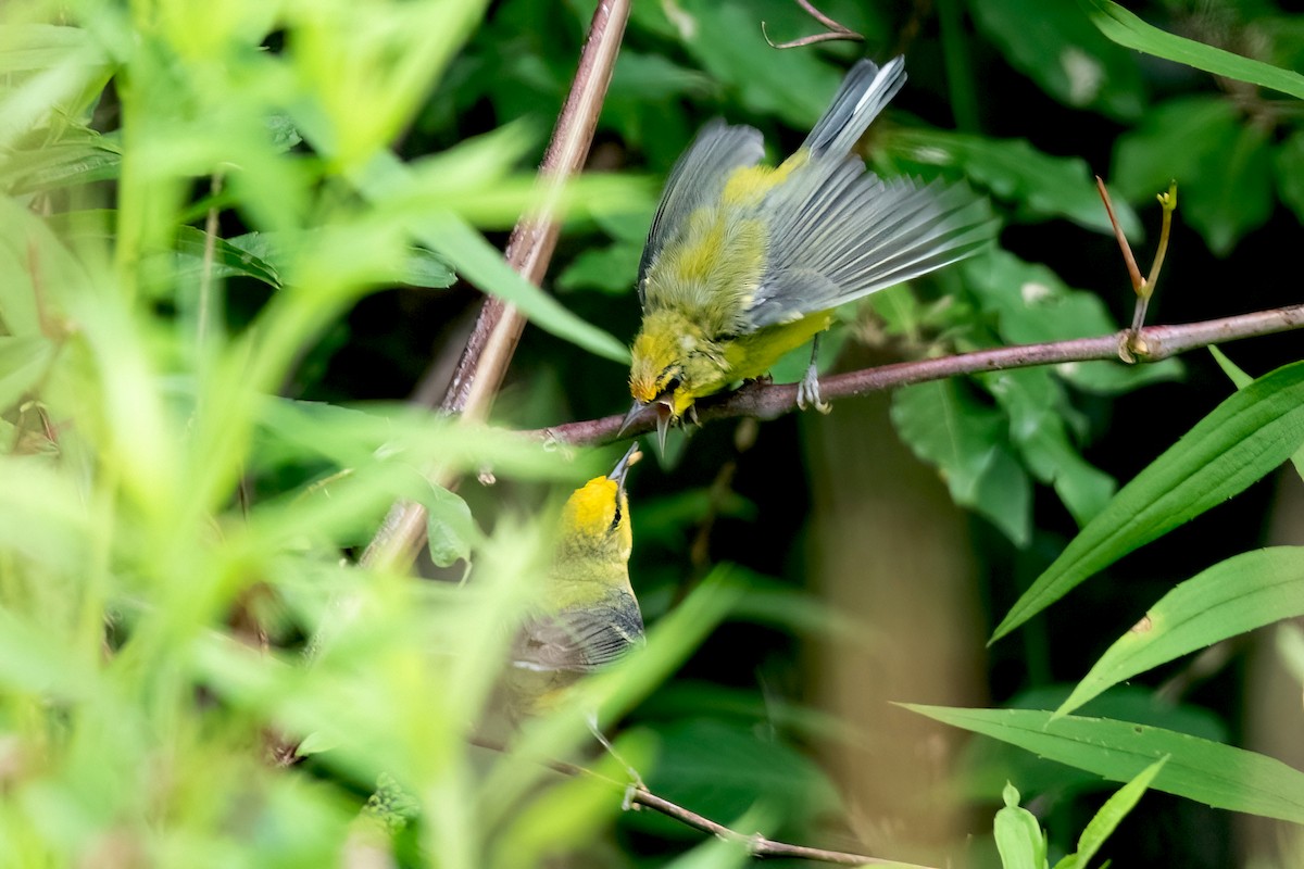 Blue-winged Warbler - ML620869329