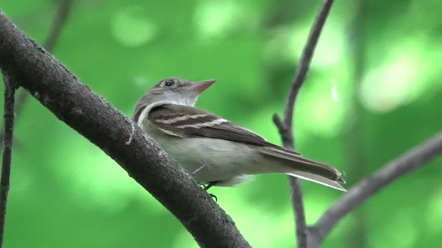 Acadian Flycatcher - ML620869330