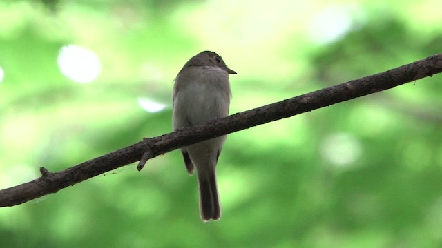 Acadian Flycatcher - ML620869331