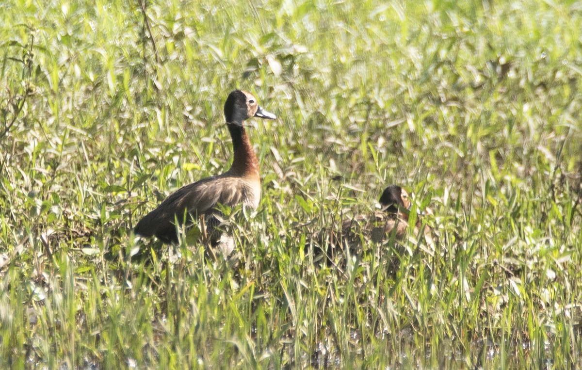 Dendrocygne veuf - ML620869332