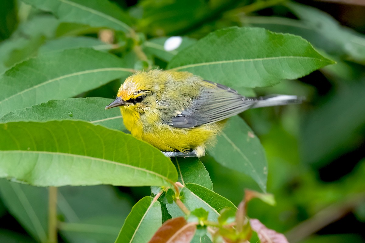 Blue-winged Warbler - ML620869334