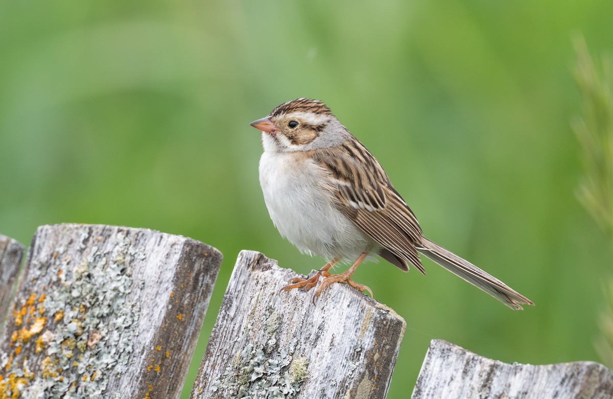 Clay-colored Sparrow - Simon Boivin