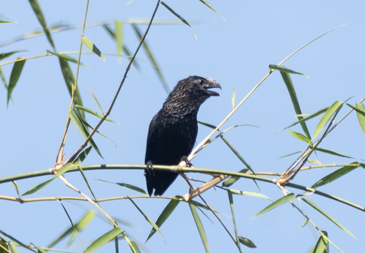 Smooth-billed Ani - ML620869341