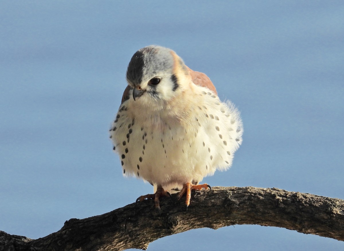 American Kestrel - ML620869342