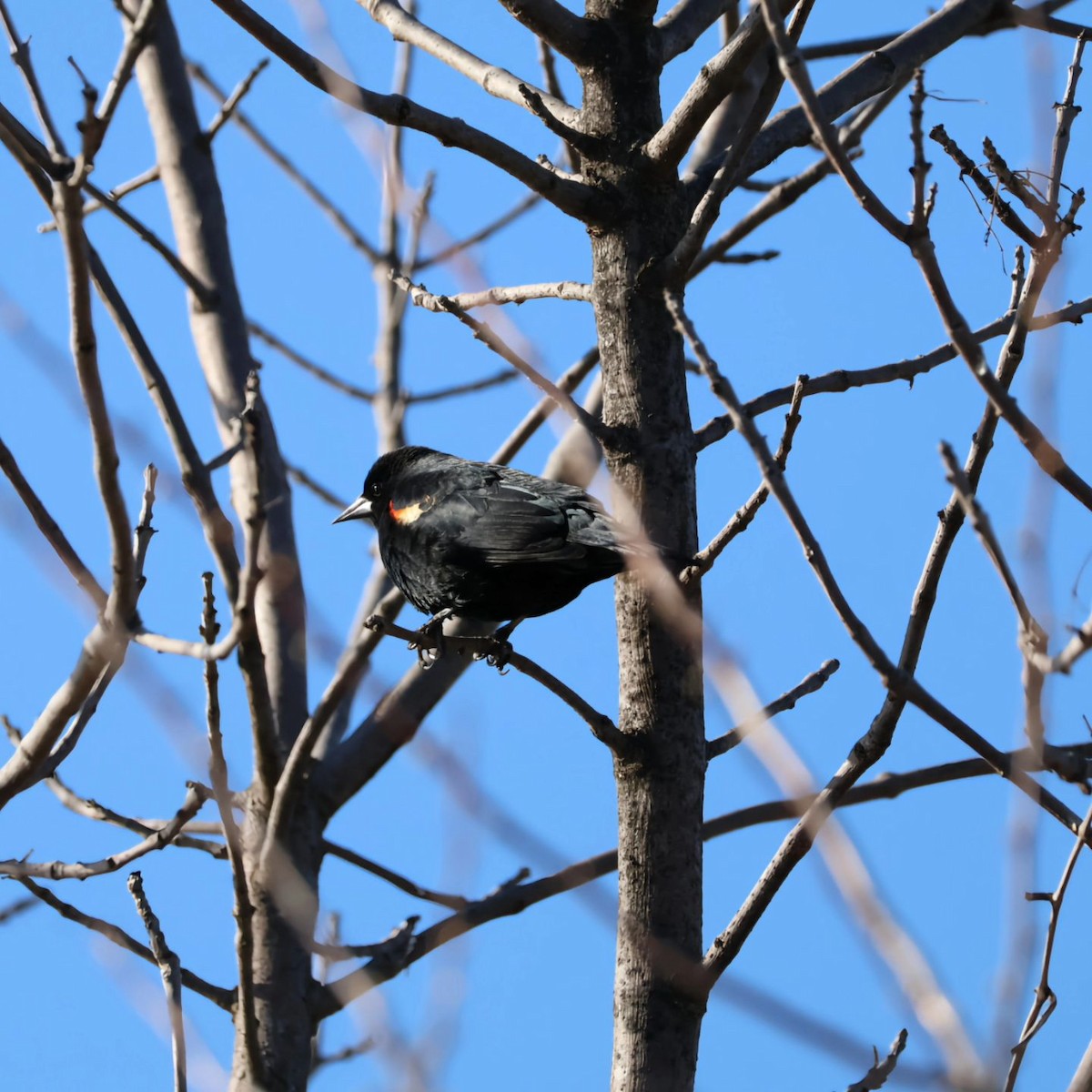 Red-winged Blackbird - ML620869343