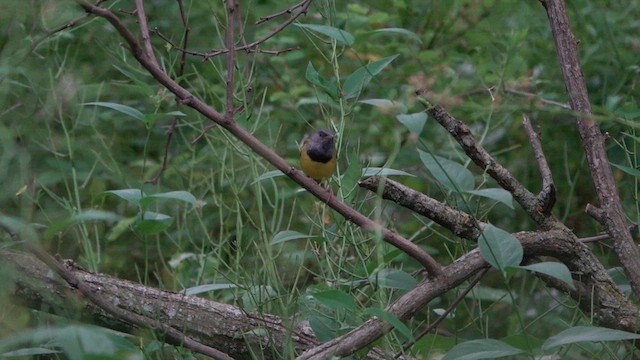 Mourning Warbler - ML620869344