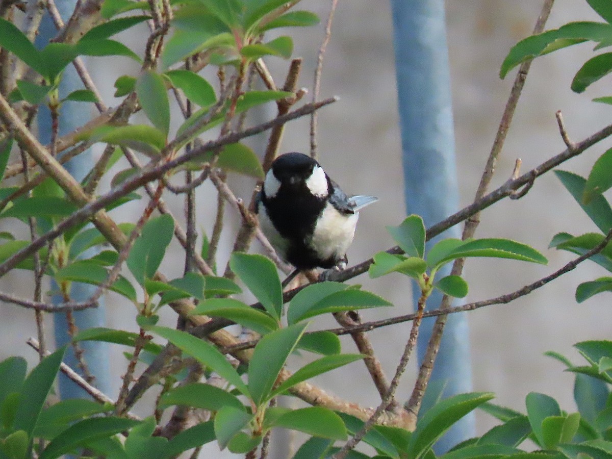 Japanese Tit - ML620869346