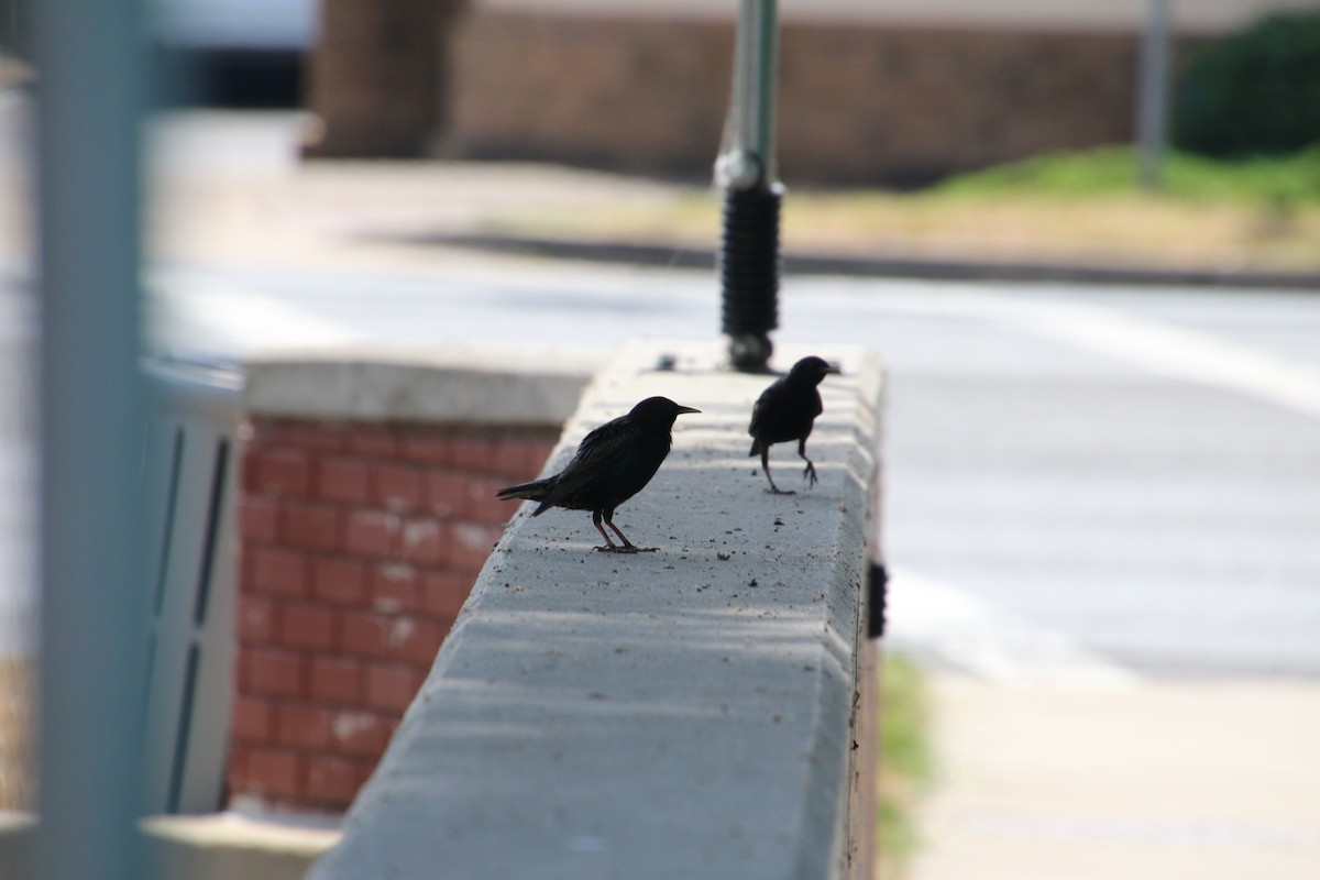 European Starling - ML620869358