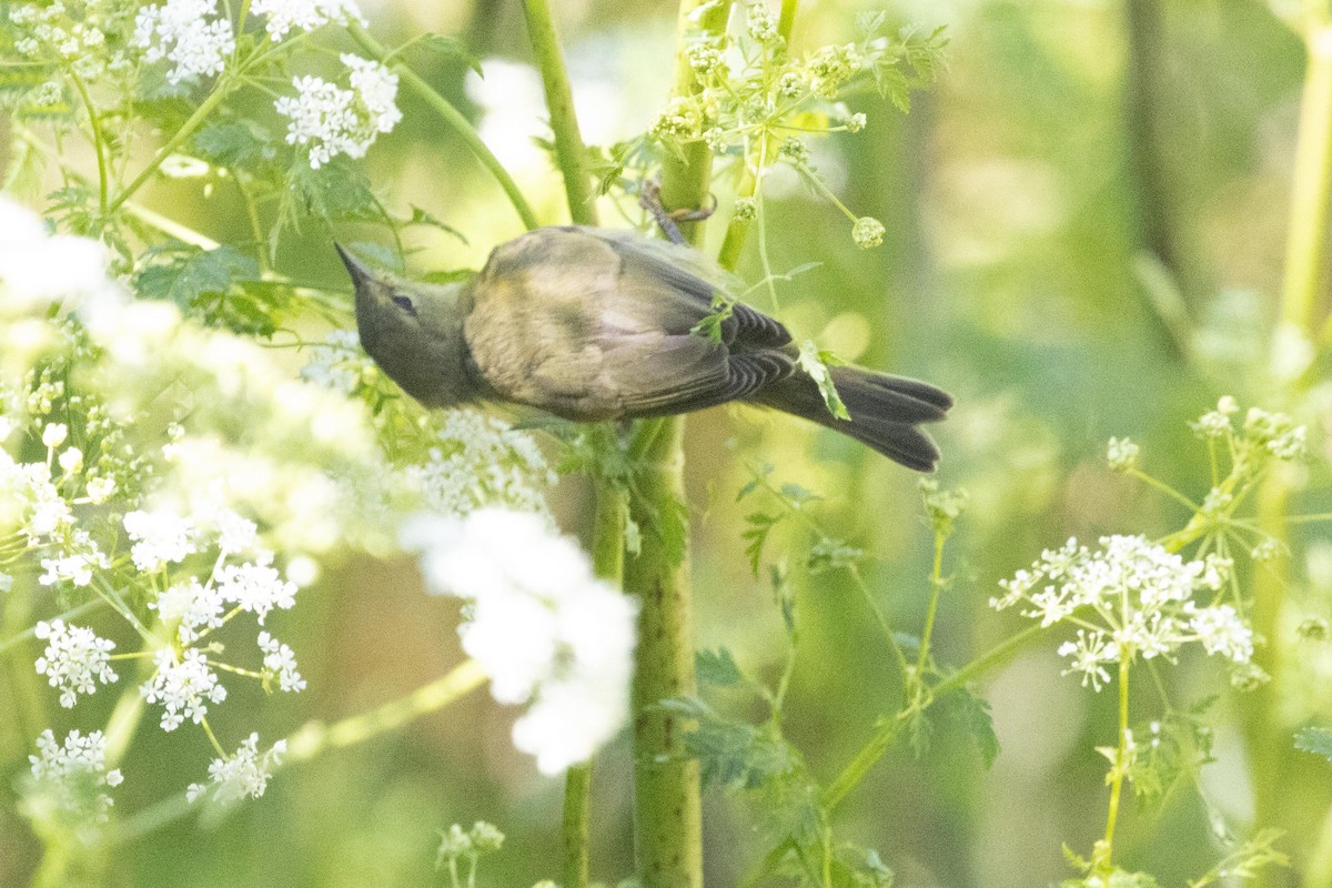 Orange-crowned Warbler - ML620869360