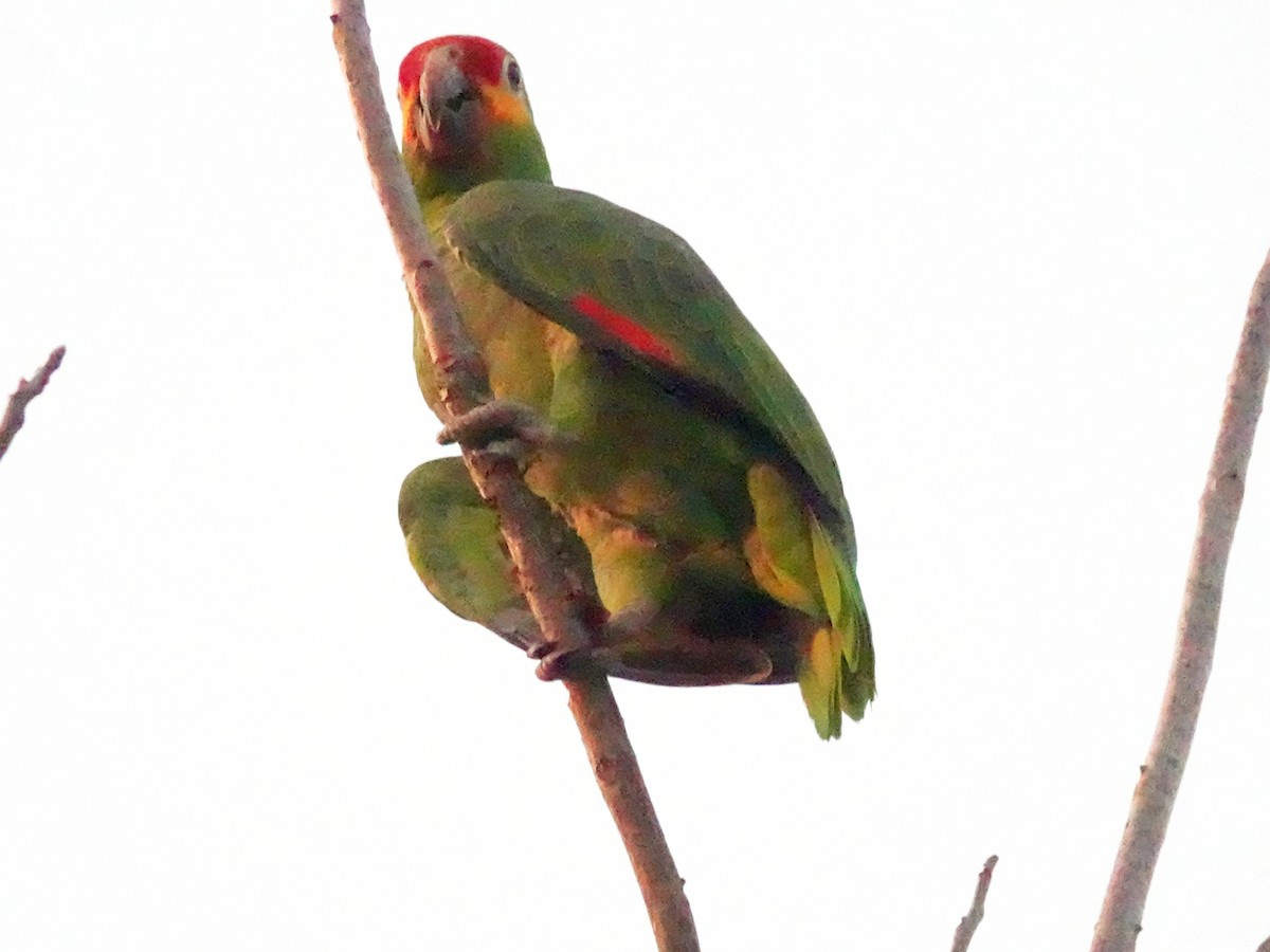 Red-lored Parrot - ML620869362