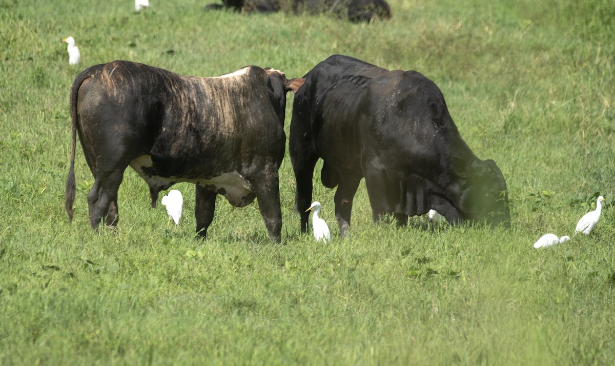 Western Cattle Egret - ML620869363