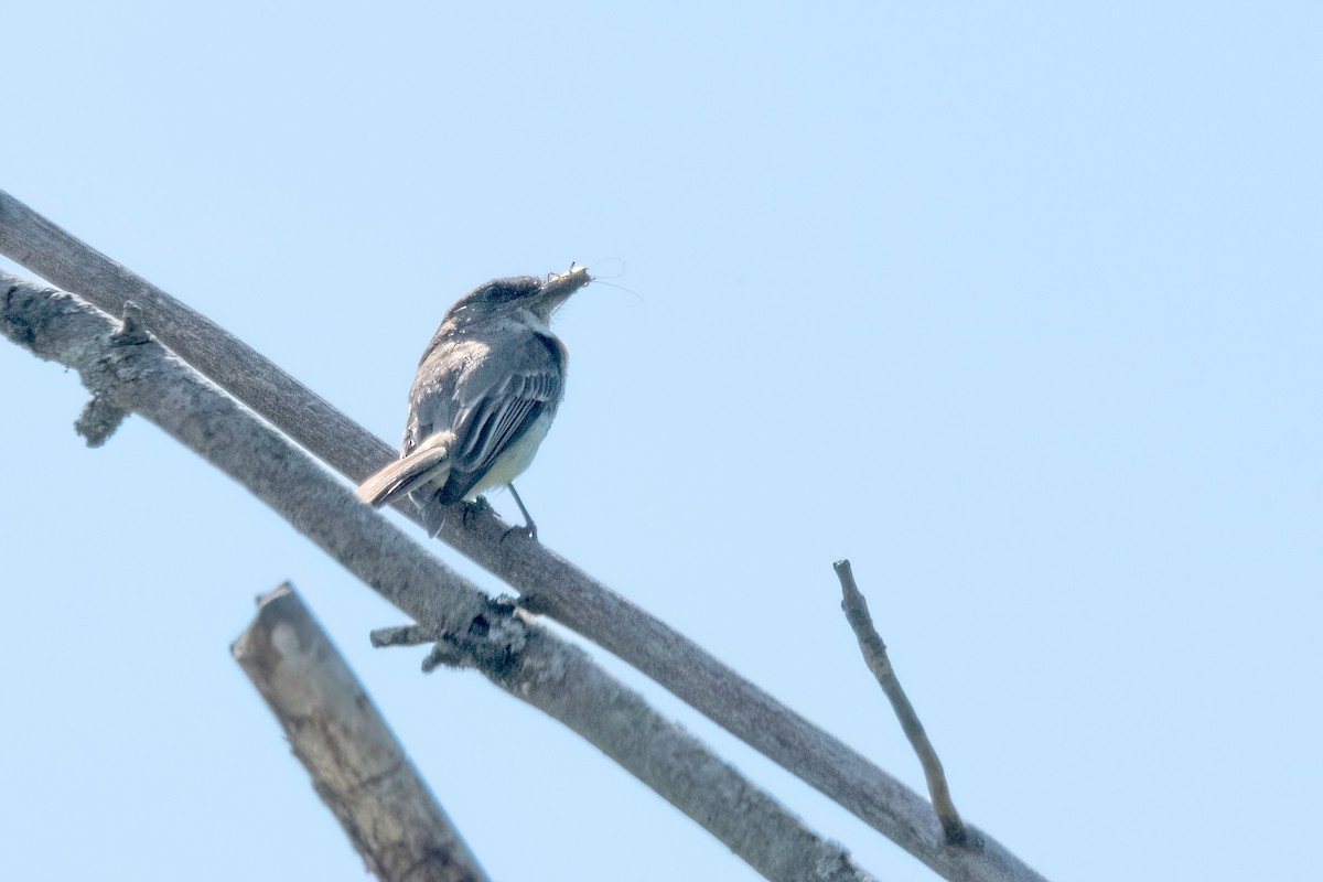 Eastern Phoebe - Sue Barth