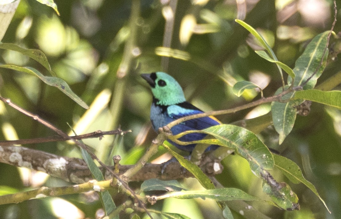 Seven-colored Tanager - ML620869366