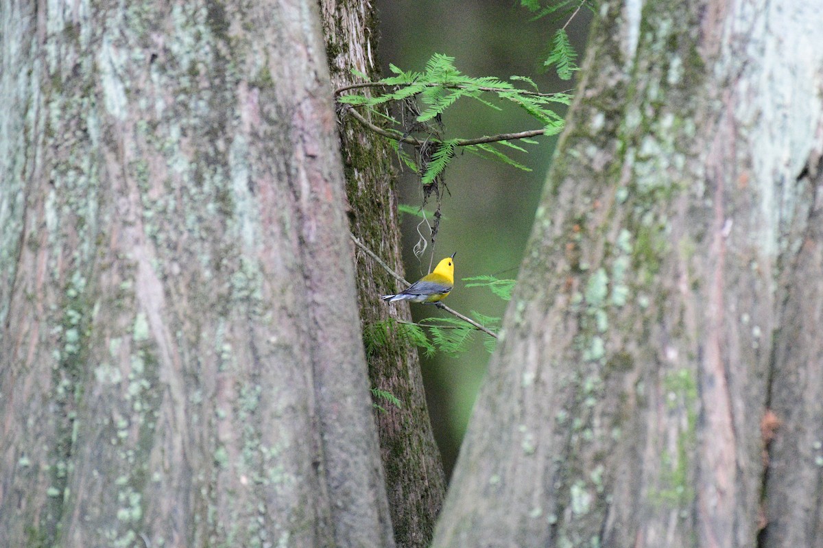 Prothonotary Warbler - ML620869372