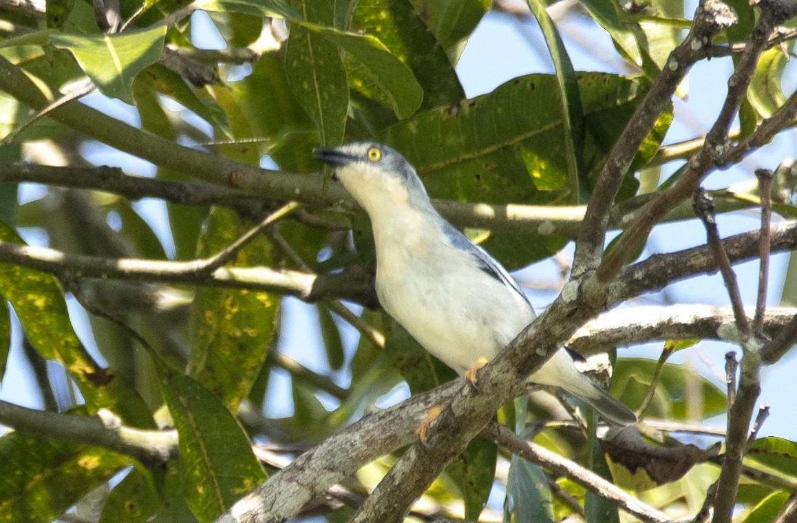 Hooded Tanager - Eduardo Vieira 17