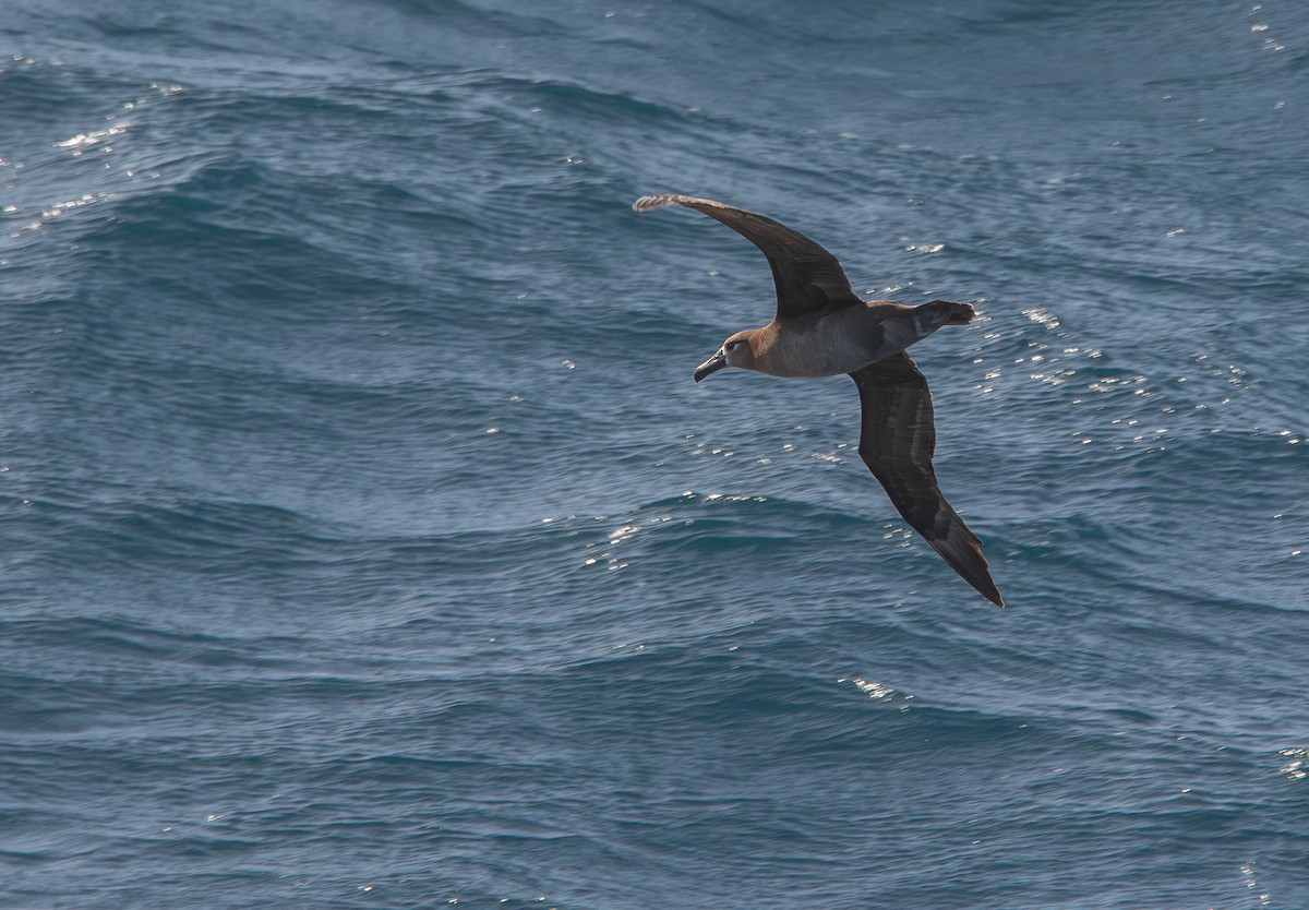 Black-footed Albatross - ML620869374