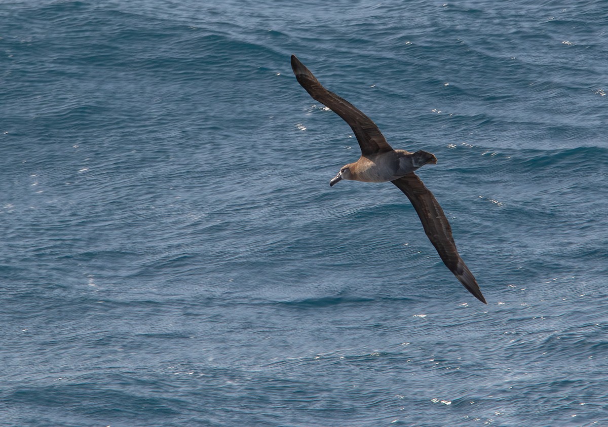 Black-footed Albatross - ML620869375
