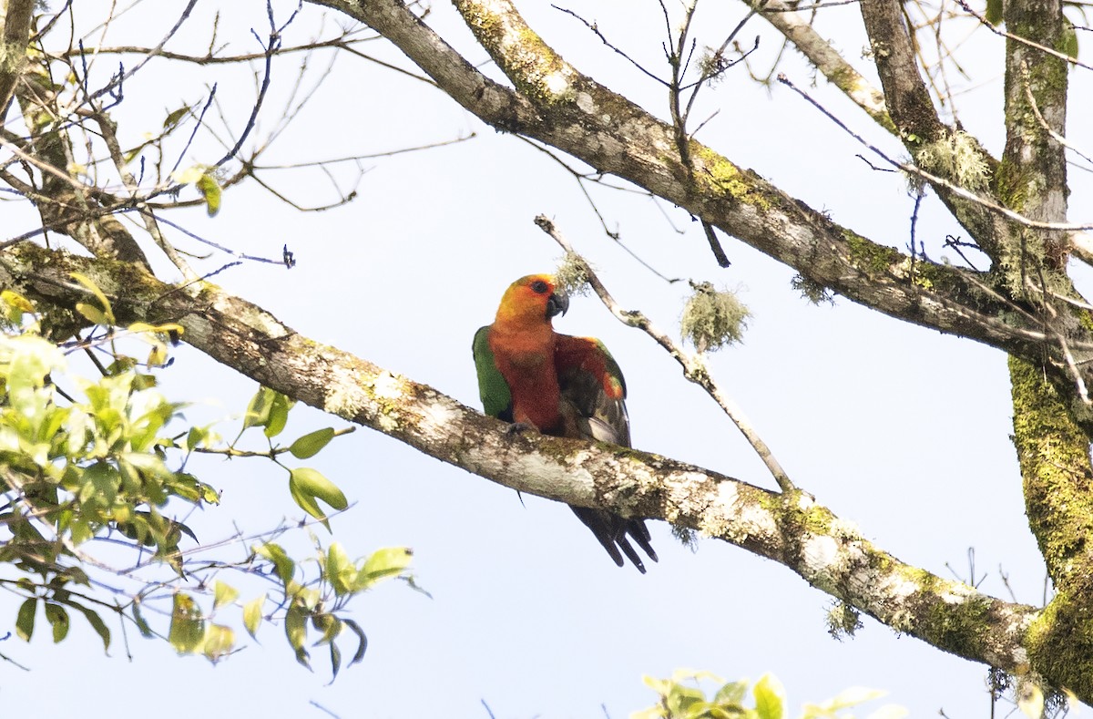 Aratinga Jandaya - ML620869380