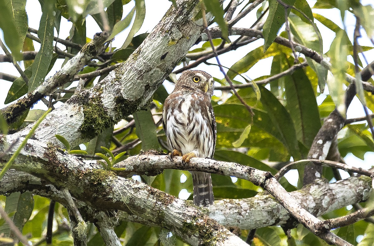 Ferruginous Pygmy-Owl - ML620869385