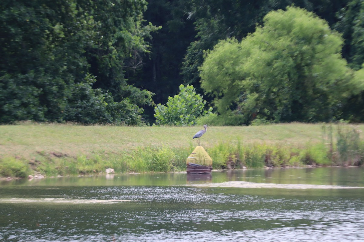 Great Blue Heron - ML620869386