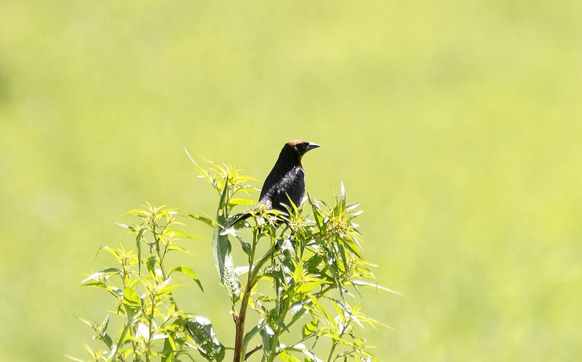 Chestnut-capped Blackbird - ML620869388