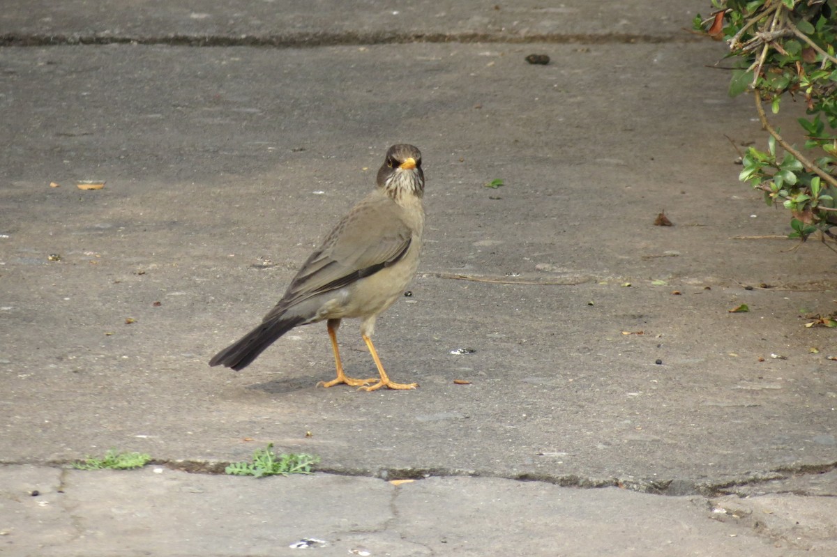 Austral Thrush - ML620869390