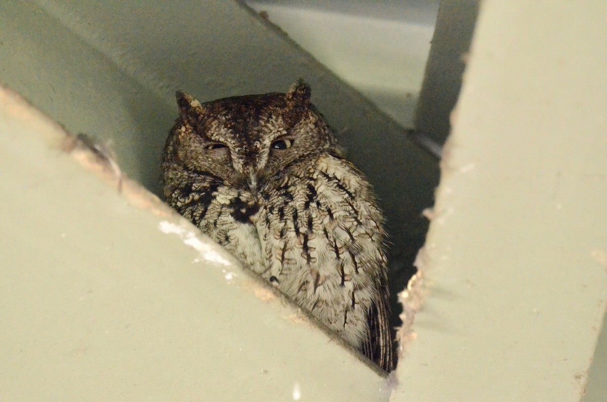 Western Screech-Owl - ML620869394