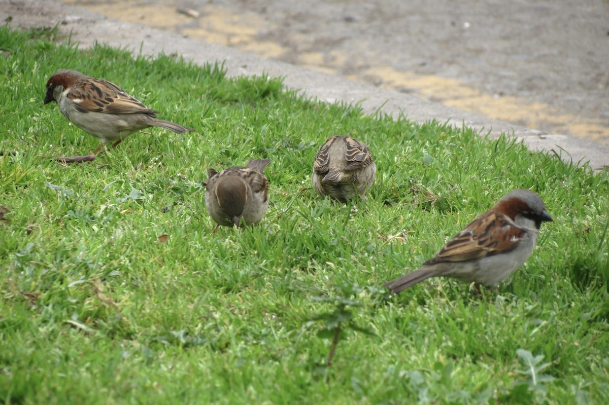 Moineau domestique - ML620869395