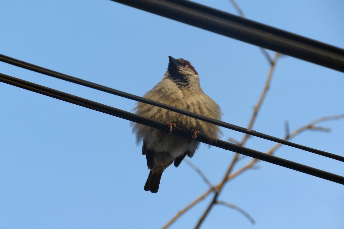 House Sparrow - ML620869398