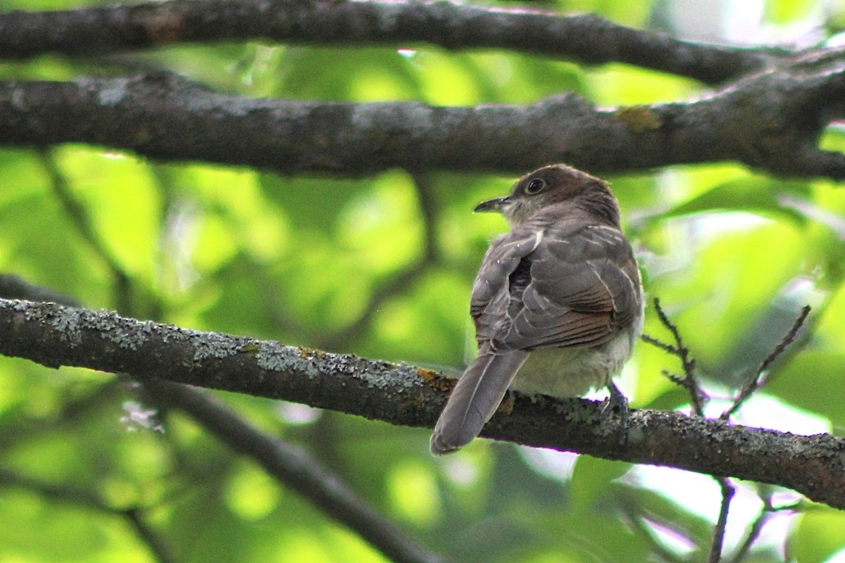 Black-billed Cuckoo - ML620869401