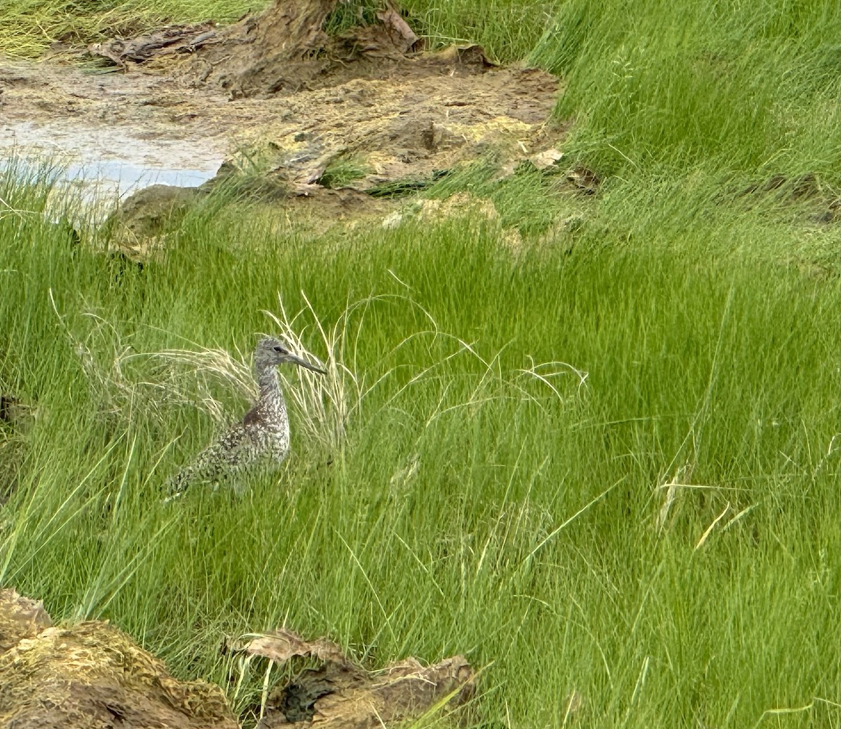 Willet - Mary Anne Romito