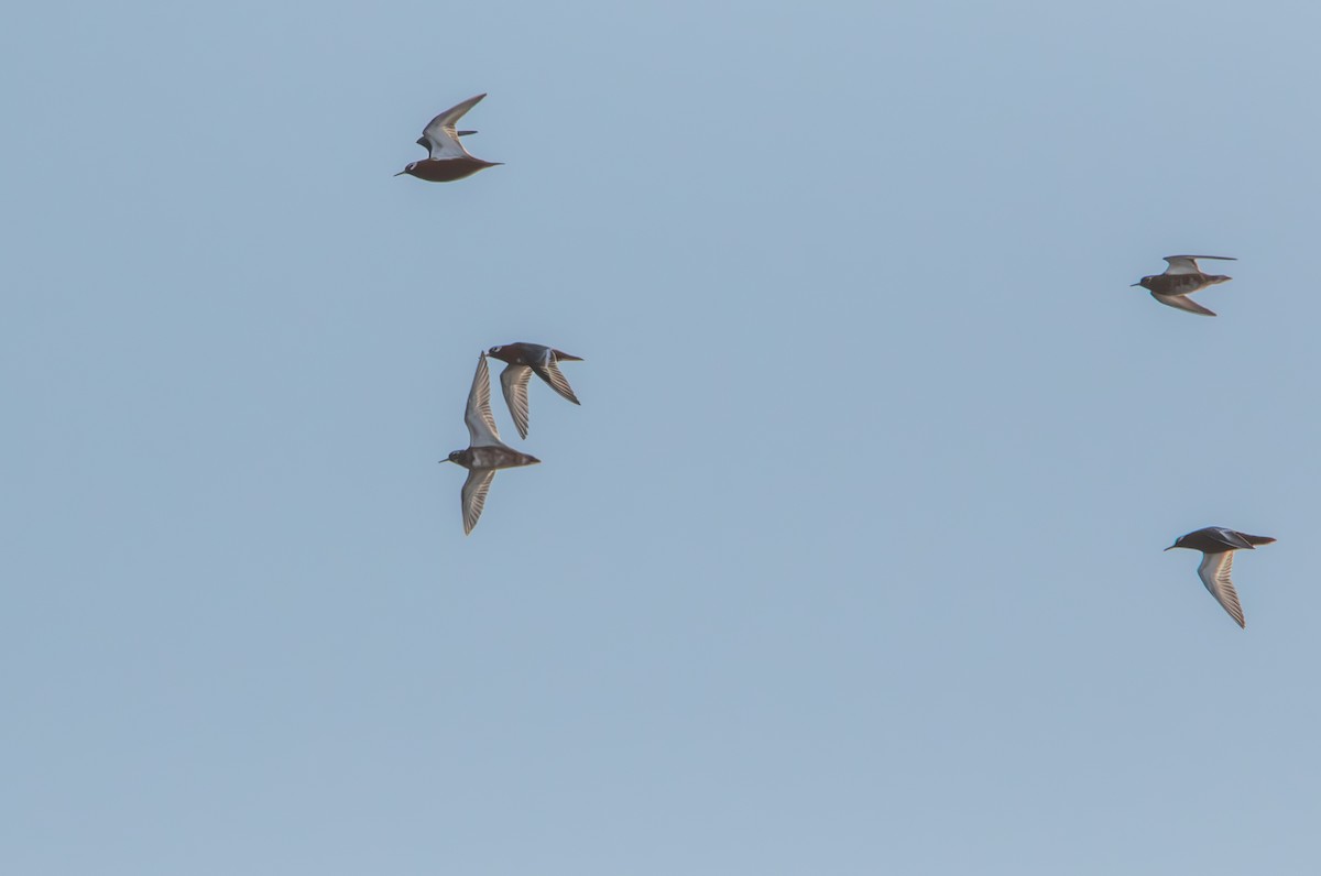 Red Phalarope - ML620869417