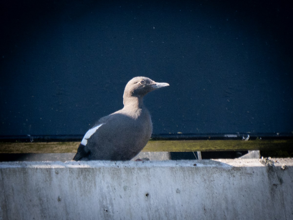 Pigeon Guillemot - ML620869423