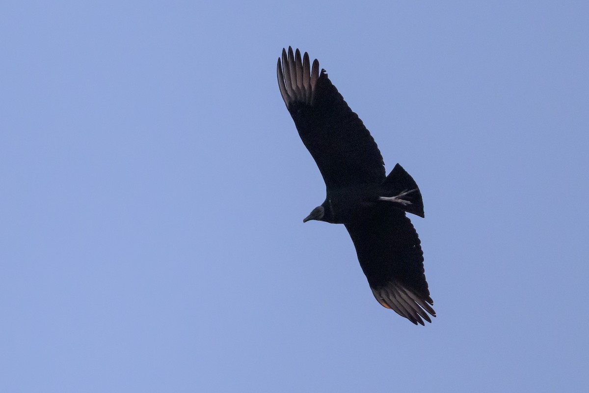 Black Vulture - ML620869426