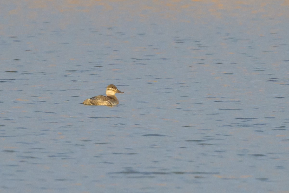 Ruddy Duck - ML620869427