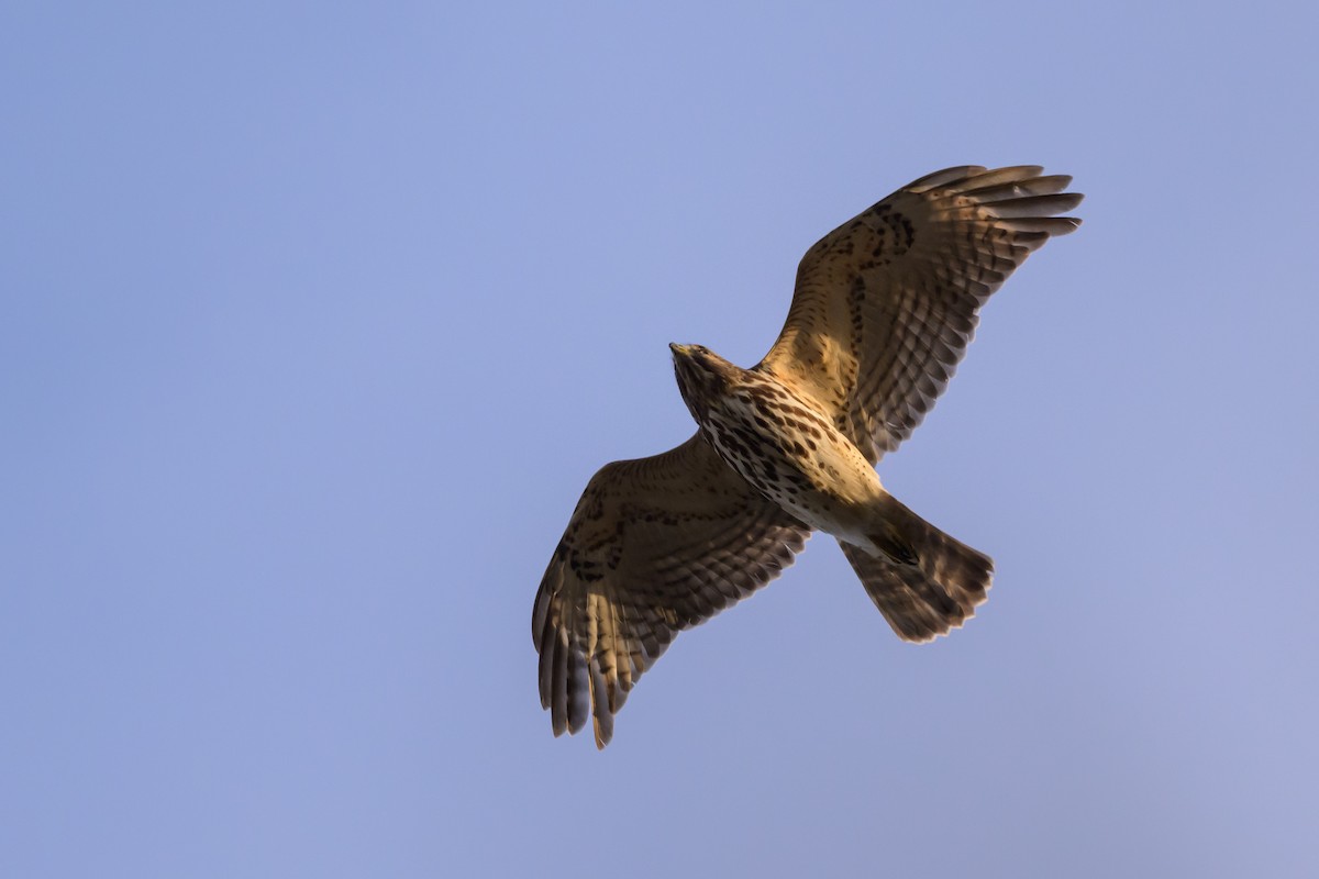 Red-shouldered Hawk - ML620869428