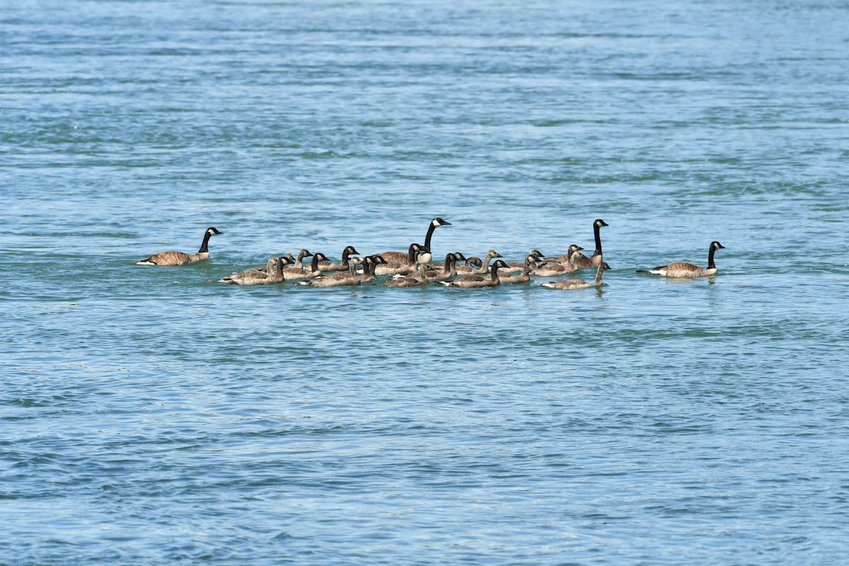 Canada Goose - ML620869451