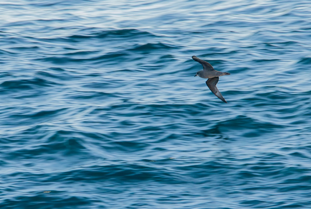 Murphy's Petrel - ML620869452