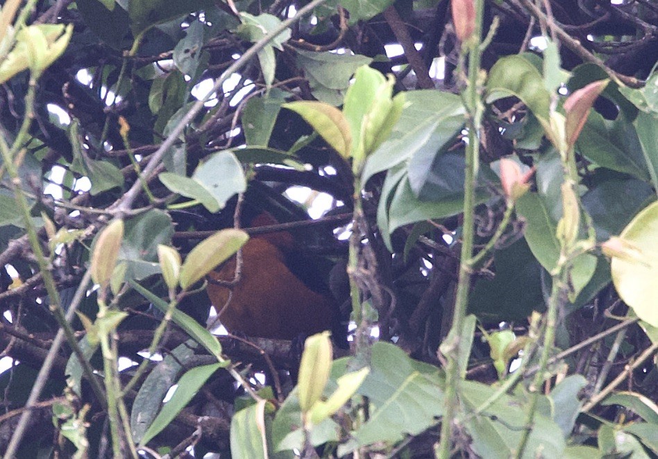 Hooded Pitohui - ML620869453