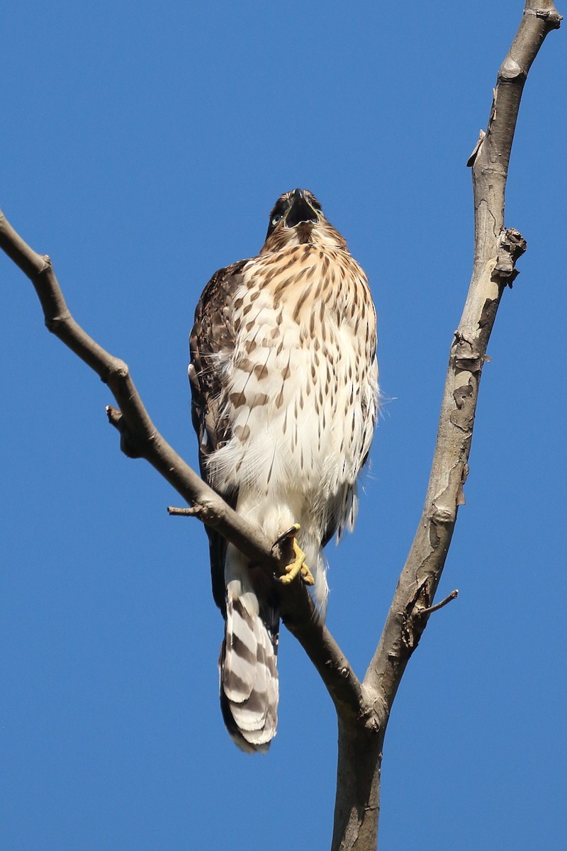 Cooper's Hawk - ML620869454