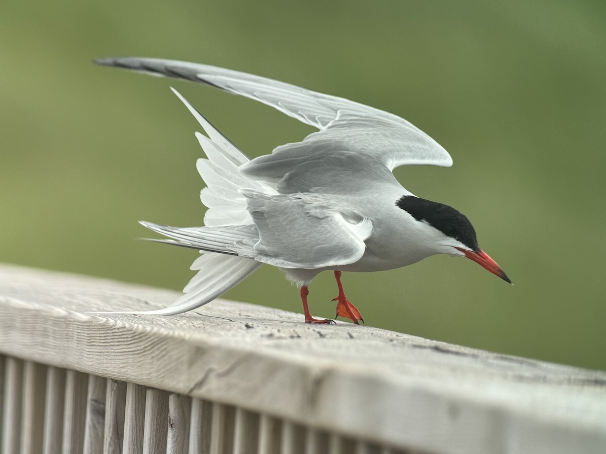 Common Tern - ML620869456