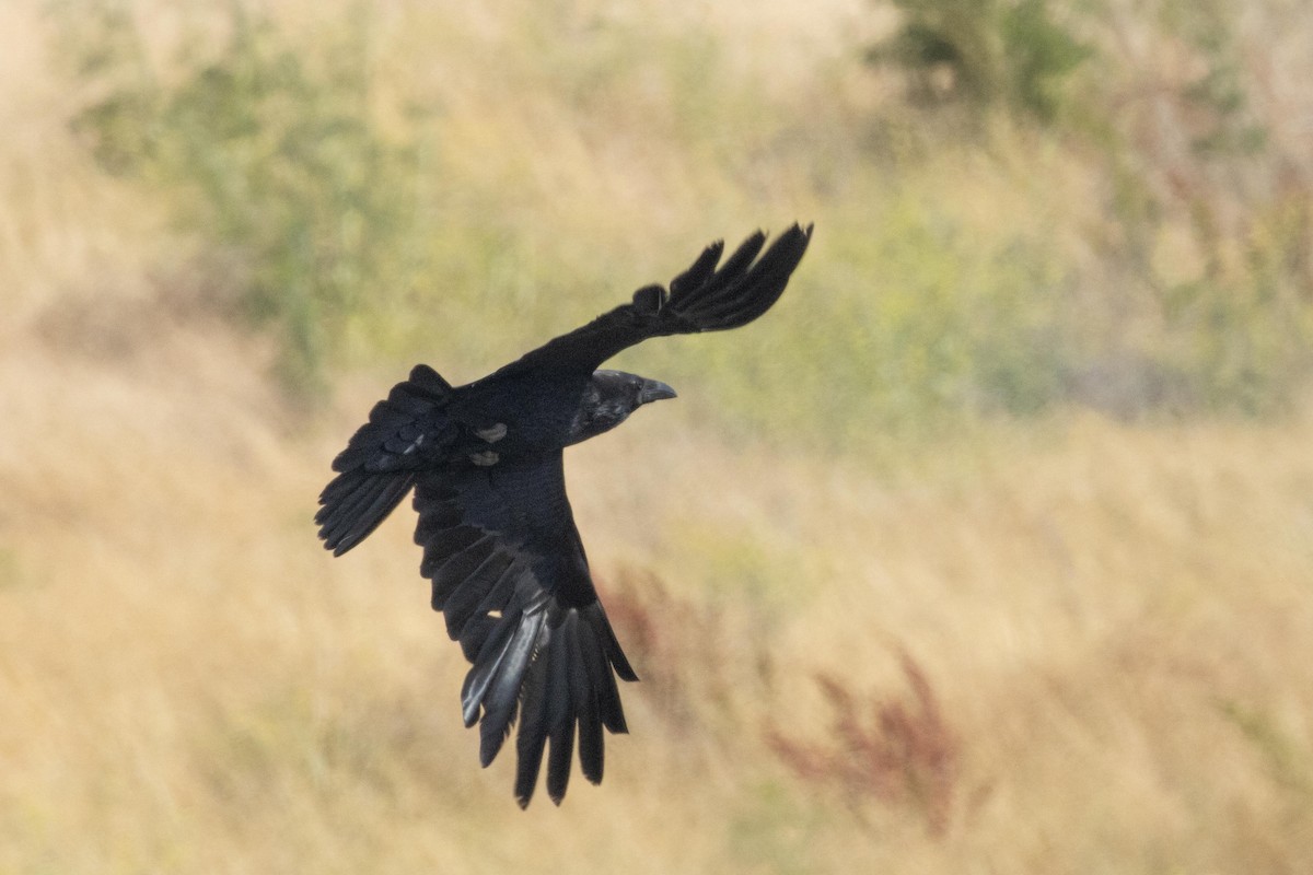 Common Raven - ML620869465